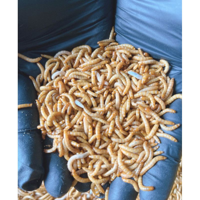 【KCH】mealworm/ulat roti kecil/25g/50g/80g/100g｜High-Protein Feeder ...