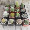 2 inch assorted cactus 16 pack Cactus Cacti Succulent Real Live Plant
