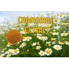 28g Chamomile Extract Powder Matricaria Chamomilia