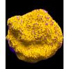 Live Coral Litho Orange Sunshine