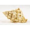 Conch Shell Decor - Seashell Decor (7-8in)