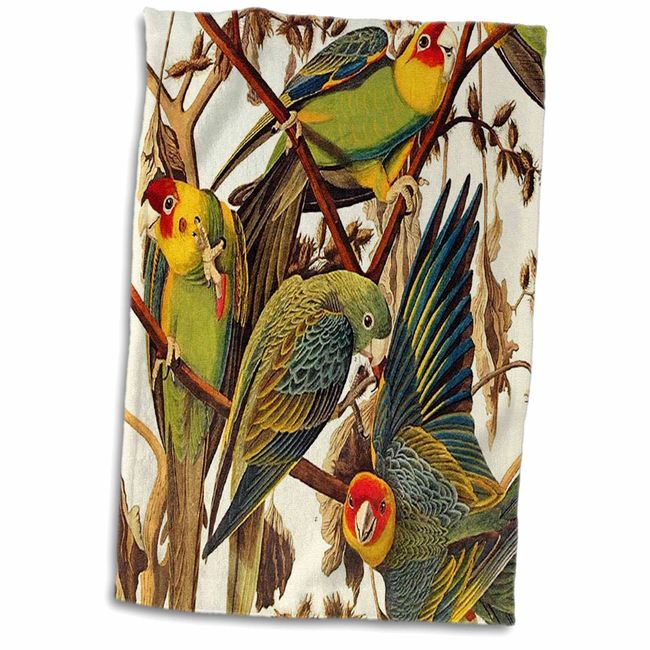 3dRose Florene Audubon Nature Art - Image of John Audubon Parrots Painting - Towels (twl-245193-1)