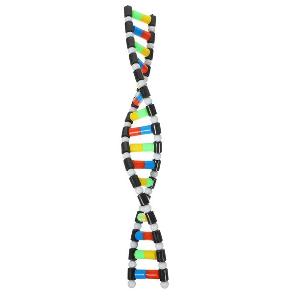 iplusmile DNA Model Kit Double Helix Structure DNA Models Biological Science Popularization Teaching Aids Early Education Toys for DNA Assembling