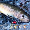 Daiwa Trout Silver Creek Spinner 6.0g Silver Lure