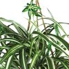 Nearly Natural 6607 Spider Hanging Basket Decorative Silk Plant, Green,10.25" x 10.25" x 17.5"