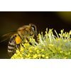 BEE POLLEN Pure Natural Not Processed Raw Bee Pollen Granules 6 lbs FDA Cert