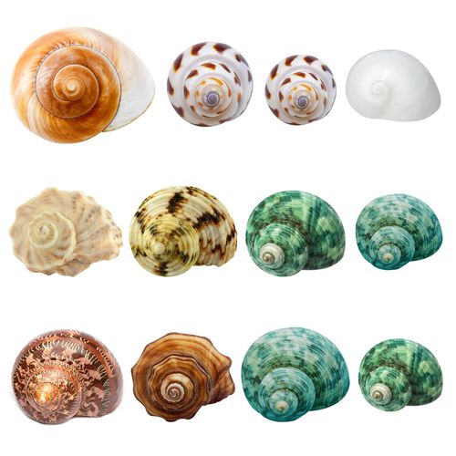 Giftvest Hermit Crab Shells Medium and Large - 12PCS Growth Turbo Seashells Size 1.4"-3.2" for Small Medium and Large Crabs - Saltwater Hermit Crab Supplies, Natural Sea Shell Decor