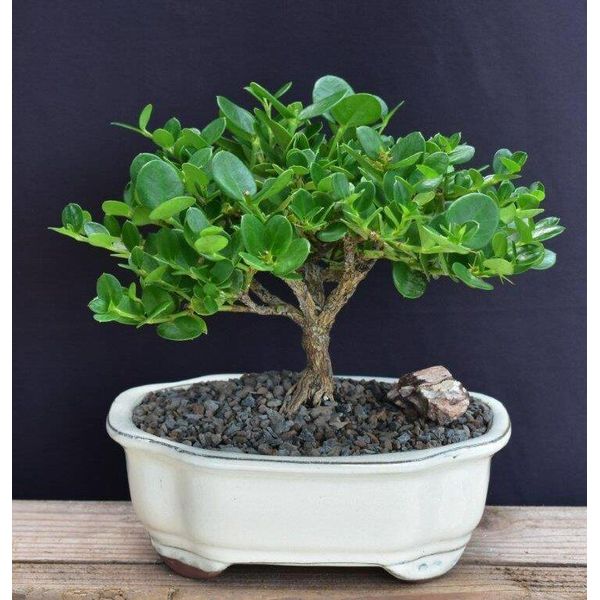 Plum Bonsai Tree Dwarf Live Plant Flowering Fruiting Indoor 6 Inch Tall 5 y.o.