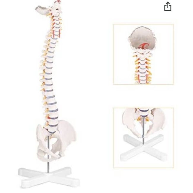 RONTEN Spine Model 31" Life Size Spinal Cord Model with Vertebrae Nerves NEW