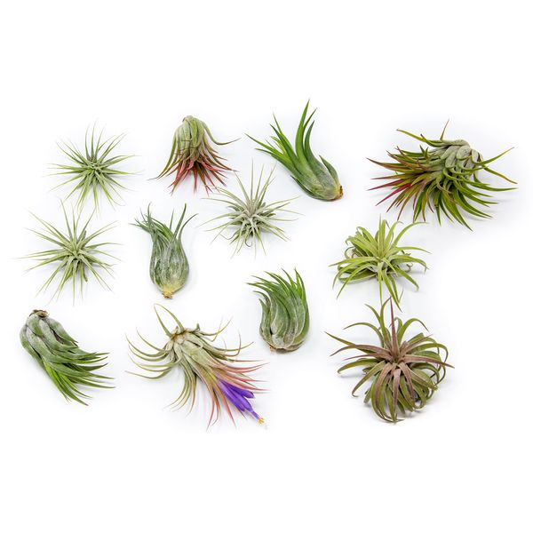 24 Pack Air Plants Assorted Tillandsia Ionantha - Live Succulent House Plants - Available in Wholesale and Bulk - Home and Garden Decor - Easy Care Indoor and Outdoor Plants