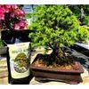 Bonsai Tree Soil - Conifer Blend (Conifer, 2 Quarts)