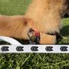 'German Shepherd Dog Front View' Dog Lead/Leash (DL00019470)
