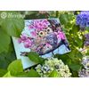 Merejka Counted Cross Stitch Embroidery Kit Two Owls in Spring Blossom