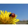 bone growth supplement - DANDELION ROOT - dandelion root 3B