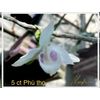 dendrobium anosmum var semi alba Vietnamese Phu Tho’