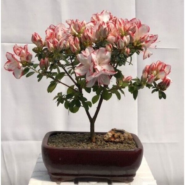 Flowering Azalea Bonsai Tree 10"Tall Indoor Azalea Japonica 'Sachsenstern'