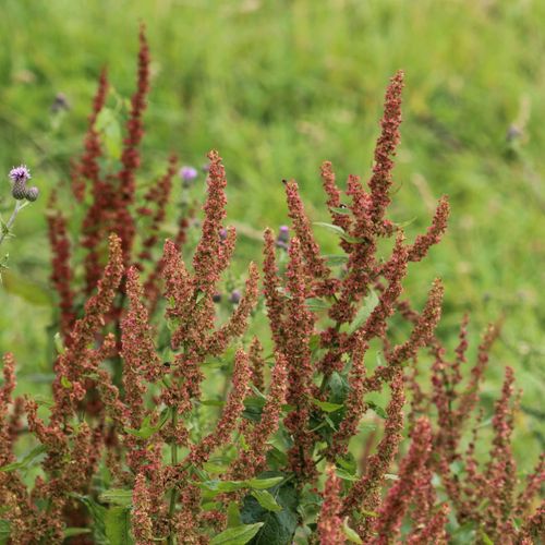 Outsidepride 10000 Seeds Perennial Sorrel Herb Garden Seeds for Planting