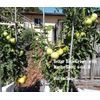 MASTERBLEND ® Tomato & Vegetable Fertilizer  4-18-38  (2 lbs) SHIPS FREE