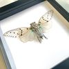 White Ghost Cicada (Ayuthia spectabilis) Deep Shadow Box Display | Spread Specimen | Frame Size 17.5 x 17.5cm