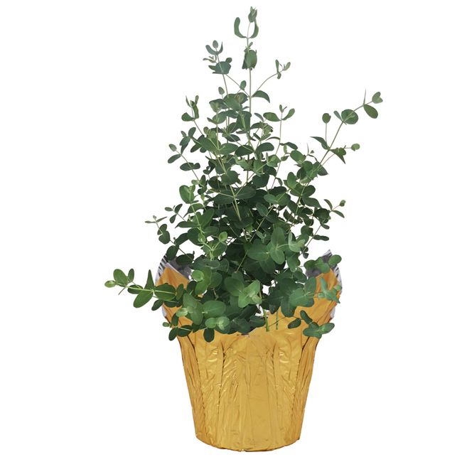 Live Aromatic and Healthy Herb - Eucalyptus, Improves Air Quality, Wrapped in Deco Cover, 14" Tall by 6" Wide in 1.25 Quart Pot