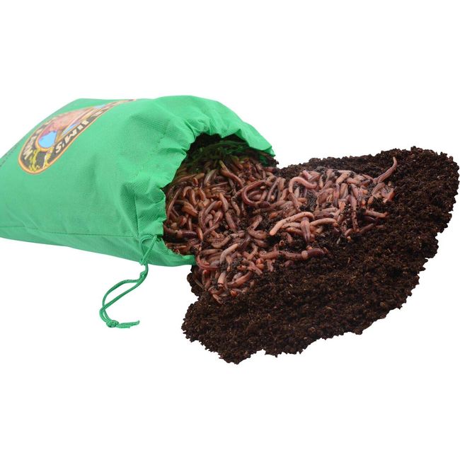 Uncle Jim's Worm Farm European Nightcrawlers Composting and Fishing Worms 2 Lb Pack