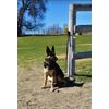 dog leash holder