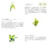 Sorabudo Organic Botanic Serum, 1.0 fl oz (30 ml)