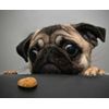 Hungry Pug - Quality Mouse Mat/Pad
