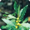 Pranarom Essential Oil (P-097) Laurel