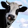 Carte Blanche 3D Holographic Card - Up Close - Cow