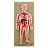 Eisco Labs Human Circulatory System Model, Hand Painted