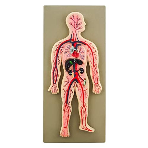 Eisco Labs Human Circulatory System Model, Hand Painted