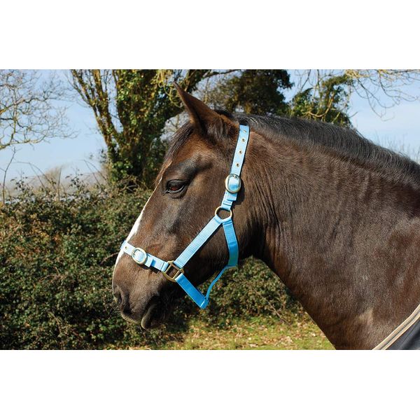 Rhinegold Nylon Headcollar - Full - Baby Blue