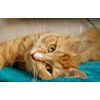 uti cat supplement - CAT URINARY TRACT SUPPORT - cat urinary tract infection 1B