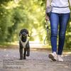 Curli Stretch Comfort Leash Black M