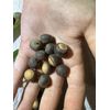 Water Oak Acorns