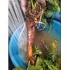 Wildcrafted Yellow Dock Root for LIVER,SKIN,CON