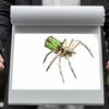 Mechanical Metal DIY 3D Insect Brass Puzzle (Gatling Spider)