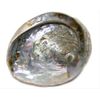 Abalone Shell for Sage Smudging or Display Small 3" - 3.25"
