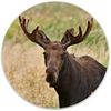 Carolina Hardware and Decor 2352 Moose Ceramic Cabinet Drawer Knob