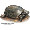CafePress Gopher Tortoise Large Mug 15 oz (444 ml) Ceramic Coffee Mug