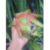 6 Asunta DRAGON FRUIT  CUTTING 10-14 Inches Check Description