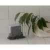 Face Soap Case 421809 