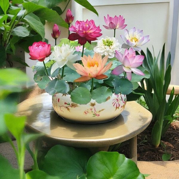 10pcs Mixed Color Bowl Lotus Seeds Premium Bonsai Set for Beautiful Water Plants