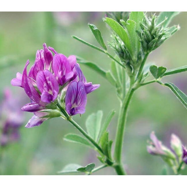 Lucerne Medicago Sativa Alfalfa Nitrogen Fixing Green Manure Rhizobium Coated bulk order 1kg