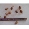 THREE ( 3 ) Tiny PeeWee size  LIVE HELIX ASPERSA PET LAND SNAILS