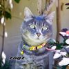 Rogz Reflectocat Collar, 8-12-Inch , Yellow/Pink