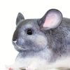 Safari - Chinchilla Animals, Multicoloured (S100075)