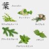 ease 12 Months Blend Oil August Leaf hazuki blend 5ml