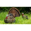 Avian-X 8004 LCD Stutter Turkey Hunting Decoy